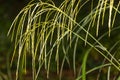 Narrow yellow spikes of a garden grass in Connecticut Royalty Free Stock Photo