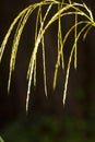 Narrow yellow spikes of a garden grass in Connecticut Royalty Free Stock Photo