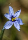 Narrowleaf Blue-eyed Grass - Sisyrinchium angustifolium Royalty Free Stock Photo