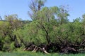 Narrowleaf Cottonwood Trees  56578 Royalty Free Stock Photo