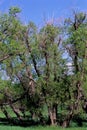 Narrowleaf Cottonwood Trees  56583 Royalty Free Stock Photo