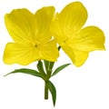 Narrowleaf evening-primrose