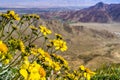 Narrowleaf goldenbush Ericameria linearifolia blooming in Coachella Valley, California Royalty Free Stock Photo