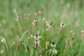 Narrowleaf Plantain CloseUp, Selective Focus Royalty Free Stock Photo