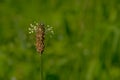 Narrowleaf plantain flower with bokeh green background Royalty Free Stock Photo