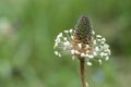 Narrowleaf plantain plantago lanceolata