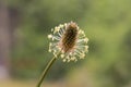 Narrowleaf plantain plantago lanceolata