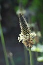 Narrowleaf plantain (Plantago lanceolata)