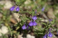 Narrowleaf skullcap flower