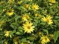 Narrowleaf sunflowers Helianthus angustifolius flowering in a garden