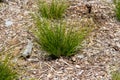 Narrowleaf Yucca - Yucca Angustissima Royalty Free Stock Photo