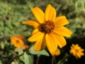 The narrowleaf zinnia Zinnia angustifolia, SchmalblÃÂ¤ttrige Zinnie, Schmalblaettrige Zinnie