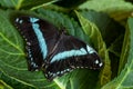 Narrowly Green-banded Swallowtail - Papilio nireus Royalty Free Stock Photo