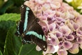 Narrowly Green-banded Swallowtail - Papilio nireus