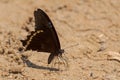 Narrowly Green-banded Swallowtail - Papilio nireus