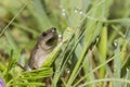 Narrowmouth Toad (Gastrophryne olivacea) Royalty Free Stock Photo