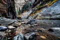 The Narrows from bottom up hike in Zion National Park. Royalty Free Stock Photo