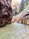 The Narrows, Virgin river, Zion National Park