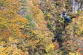 Naruko Gorge Autumn leaves in the fall season, Japan Royalty Free Stock Photo