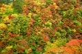 Naruko Gorge Valley with colorful autumn leaves Royalty Free Stock Photo