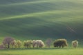 Narural landscape of Green and Blossom Trees overlooking rolling Royalty Free Stock Photo