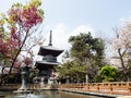 Cherry blossoms at Ryozenji, temple number 1 of Shikoku-henro pilgrimage Royalty Free Stock Photo