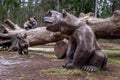 Narva-Joesuu, Estonia - January 5, 2020: Wooden sculpture-Bear and three teddy bears-. Bear cubs climb a tree trunk. Full sized