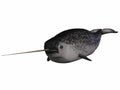 Narwhal