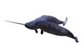 Narwhal couple,  Monodon monoceros isolated on white background Royalty Free Stock Photo