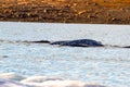 Narwhal in Croker Bay, Devon Island, Nunavut, Canada