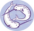 Narwhal Monodon monoceros unicorn whale