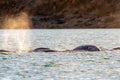 Blow of narwhal pod off Devon Island, Nunavut, Canada