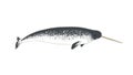 Narwhal realistic vector illustration. Arctic marine mammal with tusk