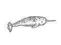 Narwhal sea animal sketch vector illustration