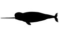 Narwhal silhouette Royalty Free Stock Photo