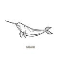 Narwhal. Vector linear drawing of a narwhal. Freehand illustration in doodle style. Animal print