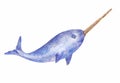 Narwhal watercolor vector illustration