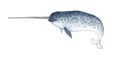 Narwhale species illustration