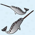 Narwhals Royalty Free Stock Photo