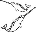 Narwhals Royalty Free Stock Photo