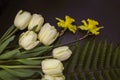 White tulips with yellow daffodils and a green fern leaf on a black background Royalty Free Stock Photo