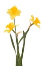 Narcissus yellow with green stem isolated on white