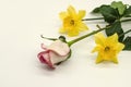 Lying it at an angle on white background  white rosebud with a pink border and two yellow daffodils, Royalty Free Stock Photo