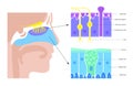 nasal cavity anatomy Royalty Free Stock Photo