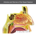 The nasal cavity or nasal fossa is a large air filled space ab Royalty Free Stock Photo