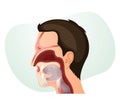 Nasal Cavity and Human Face Anatomy - Stock Illustration Royalty Free Stock Photo