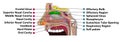 Nasal cavity Royalty Free Stock Photo