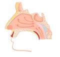 Nasal cavity.