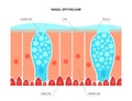 Nasal epithelium concept