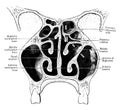 Nasal Fossae, vintage illustration